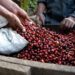 Trujillo lidera la clasificación nacional en el Encuentro Internacional de Café de Especialidad Venezolano