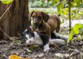 Ayuda animal invita a jornada de esterilización de mascotas en Boconó 