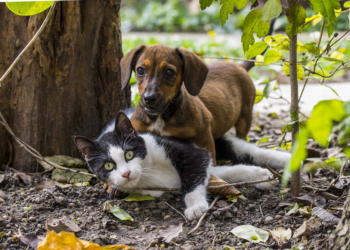 Ayuda animal invita a jornada de esterilización de mascotas en Boconó 