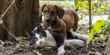 Ayuda animal invita a jornada de esterilización de mascotas en Boconó 
