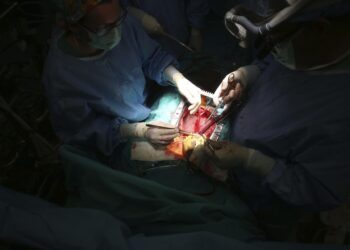 Nace en Argentina el primer cerdo clonado para trasplantes de Latinoamérica