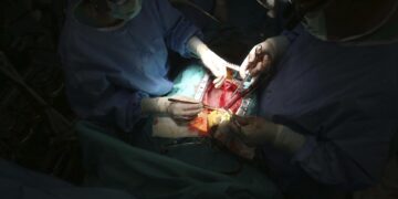 Nace en Argentina el primer cerdo clonado para trasplantes de Latinoamérica