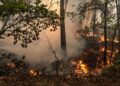 Francia eleva a casi 40.000 las hectáreas calcinadas por los incendios en lo que va de año