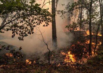 Francia eleva a casi 40.000 las hectáreas calcinadas por los incendios en lo que va de año
