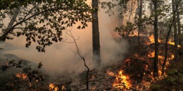 Francia eleva a casi 40.000 las hectáreas calcinadas por los incendios en lo que va de año