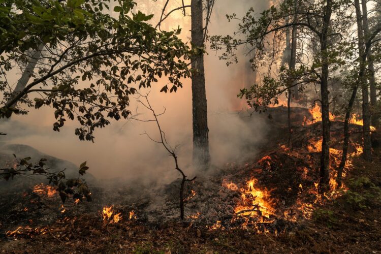 Fotografía de archivo del incendio en el bosque de Fontainebleau, en Noisy-sur-Ecole, en las cercanías de París. EFE/GAUTHIER BEDRIGNANS