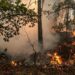 Francia eleva a casi 40.000 las hectáreas calcinadas por los incendios en lo que va de año