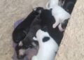 Cachorros rescatados en Boconó buscan un hogar 