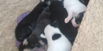 Cachorros rescatados en Boconó buscan un hogar 