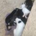 Cachorros rescatados en Boconó buscan un hogar 