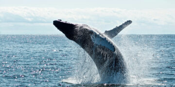 Día Mundial de las Ballenas y los Delfines: ONG piden reforzar la protección de los mamíferos marinos