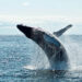 Día Mundial de las Ballenas y los Delfines: ONG piden reforzar la protección de los mamíferos marinos