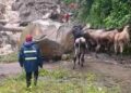 Productores cruzan ganado entre quebrada crecida en Táchira