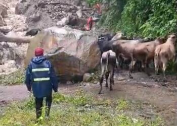 Productores cruzan ganado entre quebrada crecida en Táchira