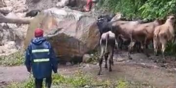 Productores cruzan ganado entre quebrada crecida en Táchira
