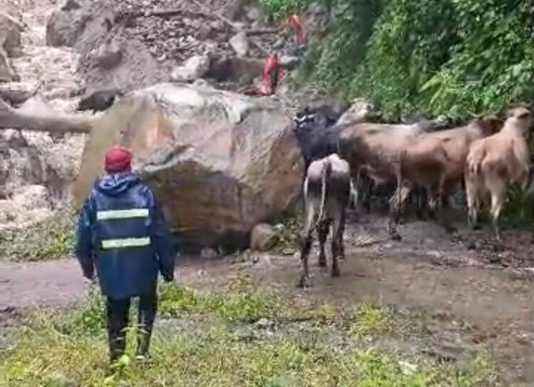 Productores de Macanillo y La Florida cruzan su ganado entre aguas crecidas por falta de vialidad en medio de las lluvias. Capture de video