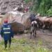 Productores cruzan ganado entre quebrada crecida en Táchira