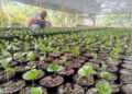 Mérida arranca plan de trasplante para producir más de 60 mil plantas certificadas de café