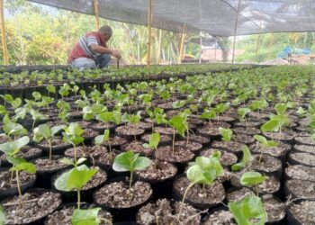 Mérida arranca plan de trasplante para producir más de 60 mil plantas certificadas de café