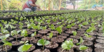 Mérida arranca plan de trasplante para producir más de 60 mil plantas certificadas de café