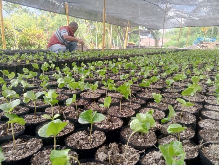 Mérida arranca plan de trasplante para producir más de 60 mil plantas certificadas de café. Mérida arranca plan de trasplante para producir más de 60 mil plantas certificadas de café