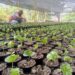 Mérida arranca plan de trasplante para producir más de 60 mil plantas certificadas de café