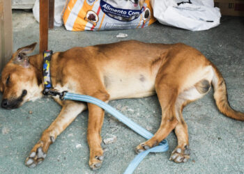 El miedo no termina para los animales sobrevivientes de los terremotos