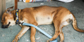 El miedo no termina para los animales sobrevivientes de los terremotos