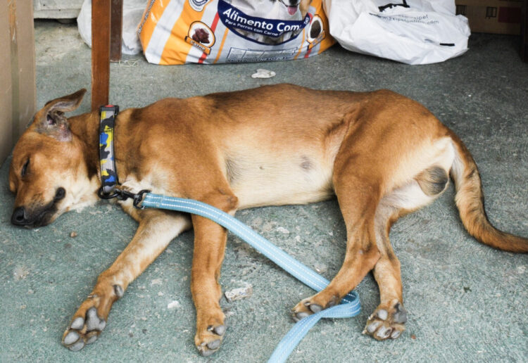 Entre los animales atendidos no solo hay perros y gatos. Hay conejos, hámsteres, pájaros | Foto Ricardo López