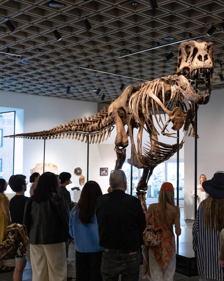 Fotografía difundida por la casa de subastas Sotheby's en su página oficial, que muestra a personas observando un ejemplar de los esqueletos de Tyrannosaurus Rex más grandes y completos que se conocen se vendió este martes por un récord de 50,1 millones de dólares en una subasta de la casa Sotheby's en Nueva York (EE.UU.). EFE/ Sothebys