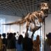Un esqueleto de T. Rex se vende por un récord de 50,1 millones en subasta en Nueva York