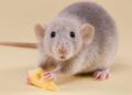 Ministerio de Salud confirma tres muertes por hantavirus en Anzoátegui