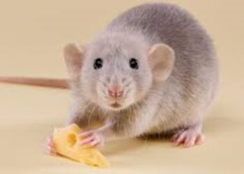 Ministerio de Salud confirma tres muertes por hantavirus en Anzoátegui