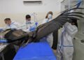De Mérida para el mundo: Tabymara, la bebé cóndor que enciende la esperanza contra la extinción en Venezuela