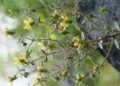 Plantas carnívoras: Darwin lo predijo hace 150 años y la ciencia lo confirma