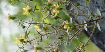 Plantas carnívoras: Darwin lo predijo hace 150 años y la ciencia lo confirma
