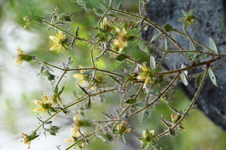 Un ejemplar en flor de Saxifraga candelabrum con numerosos insectos atrapados por sus pelos glandulares pegajosos. Crédito: Xin-Jian Zhang/Academia China de Ciencias.