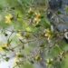 Plantas carnívoras: Darwin lo predijo hace 150 años y la ciencia lo confirma