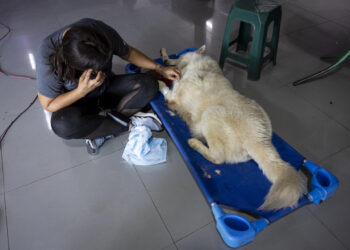 Mascotas víctimas de los sismos en Venezuela esperan por un hogar