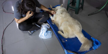 Mascotas víctimas de los sismos en Venezuela esperan por un hogar