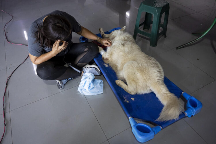Fotografía del 17 de agosto de 2026 que muestra mascotas recibiendo atención médica en La Guaira (Venezuela). EFE/ Miguel Gutiérrez