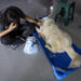 Mascotas víctimas de los sismos en Venezuela esperan por un hogar