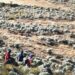 Denuncian actividad agrícola dentro de la zona protegida del Monumento Natural Teta de Niquitao – Guirigay