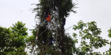 Alcaldías del eje panamericano ejecutan plan de «pica y poda» para proteger de la maleza el arvidal y líneas conductoras de electricidad