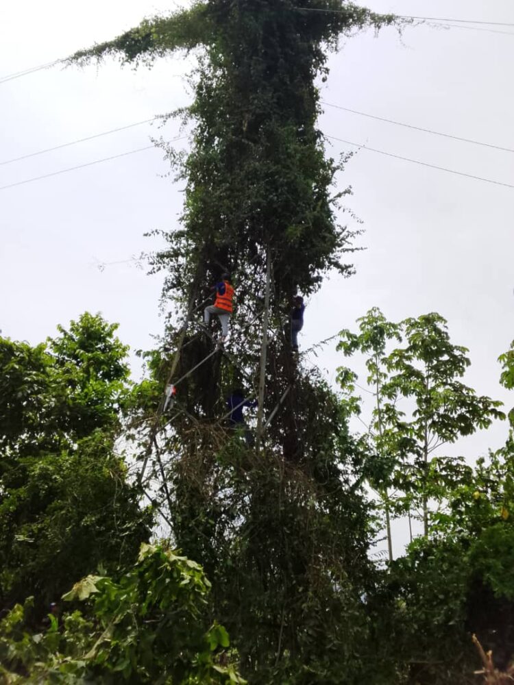 La maleza por el abandono del programa pica y poda ha invadido las torres que sostienen las líneas eléctricas