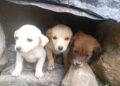 Denuncian nuevos casos de abandono de animales en Boconó 