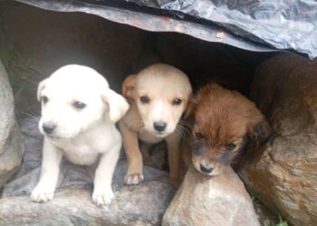 Denuncian nuevos casos de abandono de animales en Boconó 