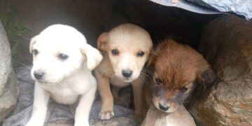 Denuncian nuevos casos de abandono de animales en Boconó 