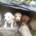 Denuncian nuevos casos de abandono de animales en Boconó