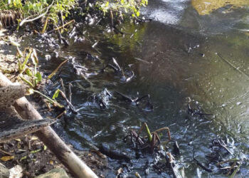 ONG denuncia nuevo derrame de crudo en el Lago de Maracaibo